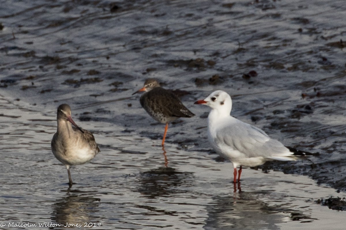 Black-tailed Godwit