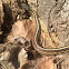 Garter snake