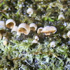 Moss Ear fungus