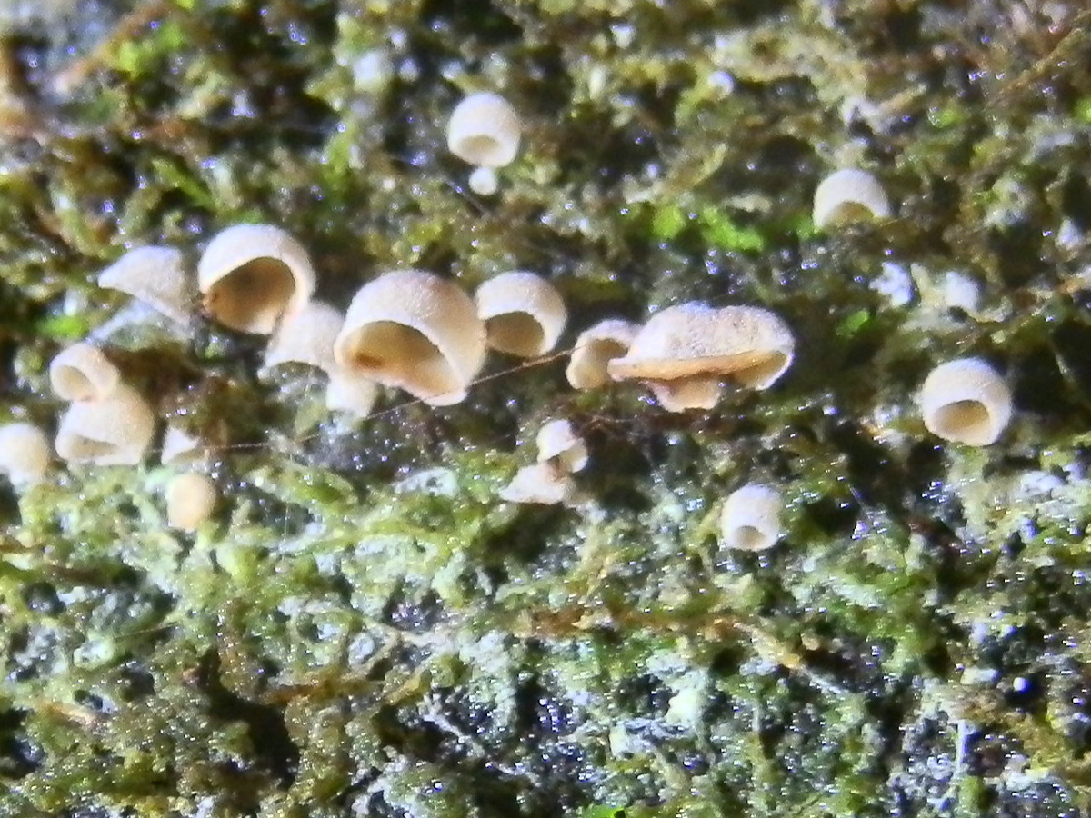 Moss Ear fungus