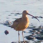 Long billed curlews