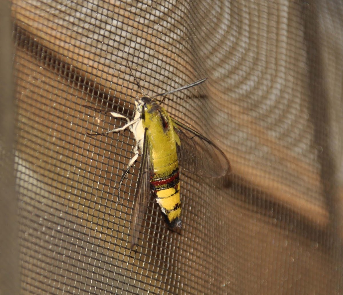 Oriental Bee Hawk