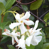 Confederate Jasmine