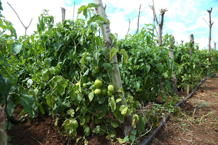 A view of the Kiirua Buuri Irrigation Development Project in Buuri Constituency, Meru County on April 22, 2023