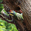 Coppersmith Barbet