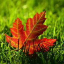 Four-sided red leaves