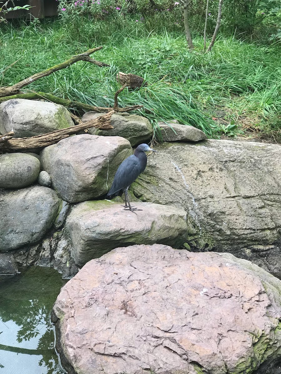 Little blue heron