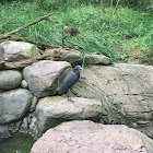 Little blue heron