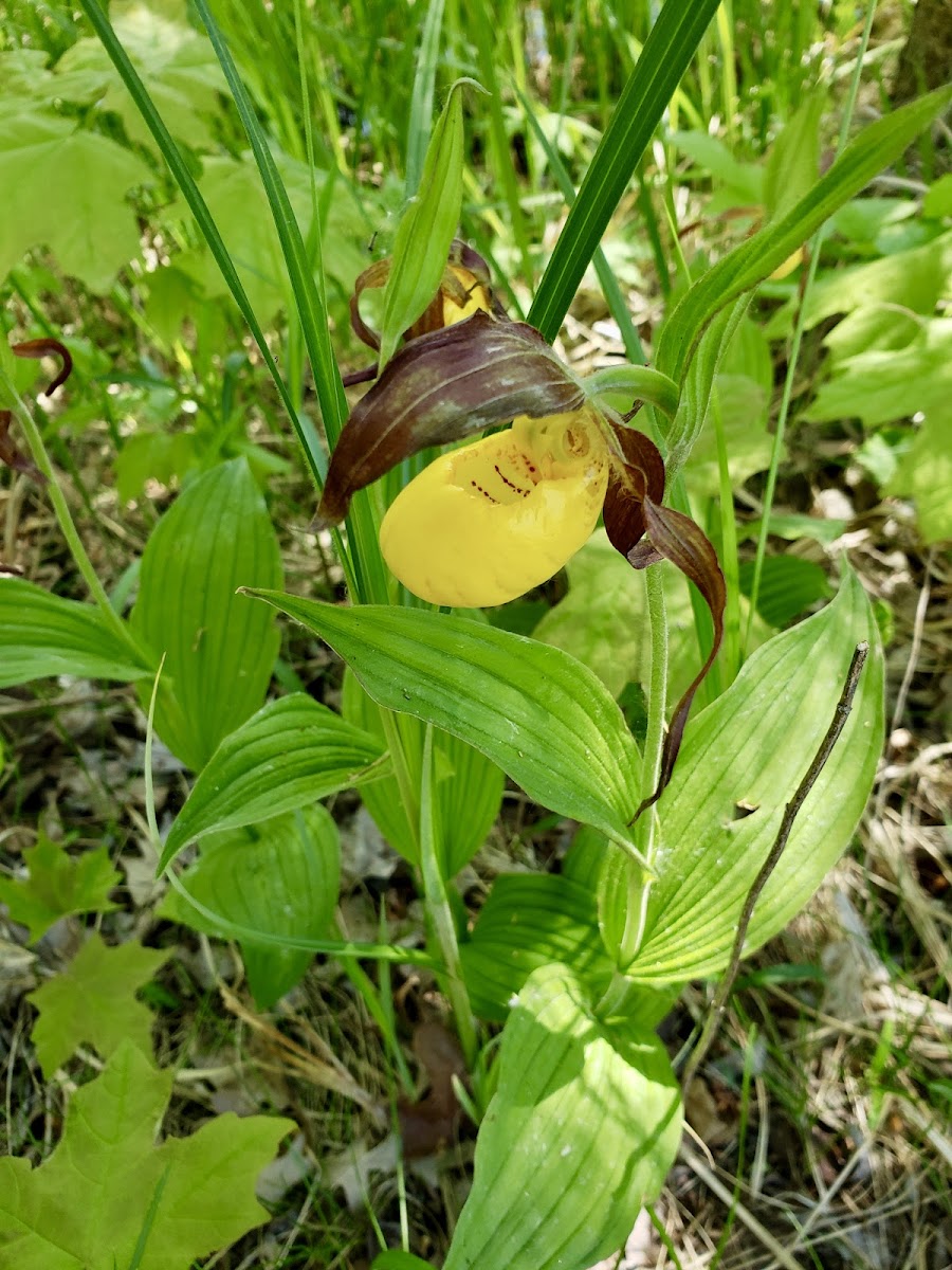 Yellow Lady's Slipper