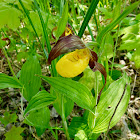 Yellow Lady's Slipper