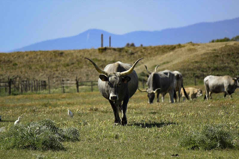 Maremma di Gattaleo