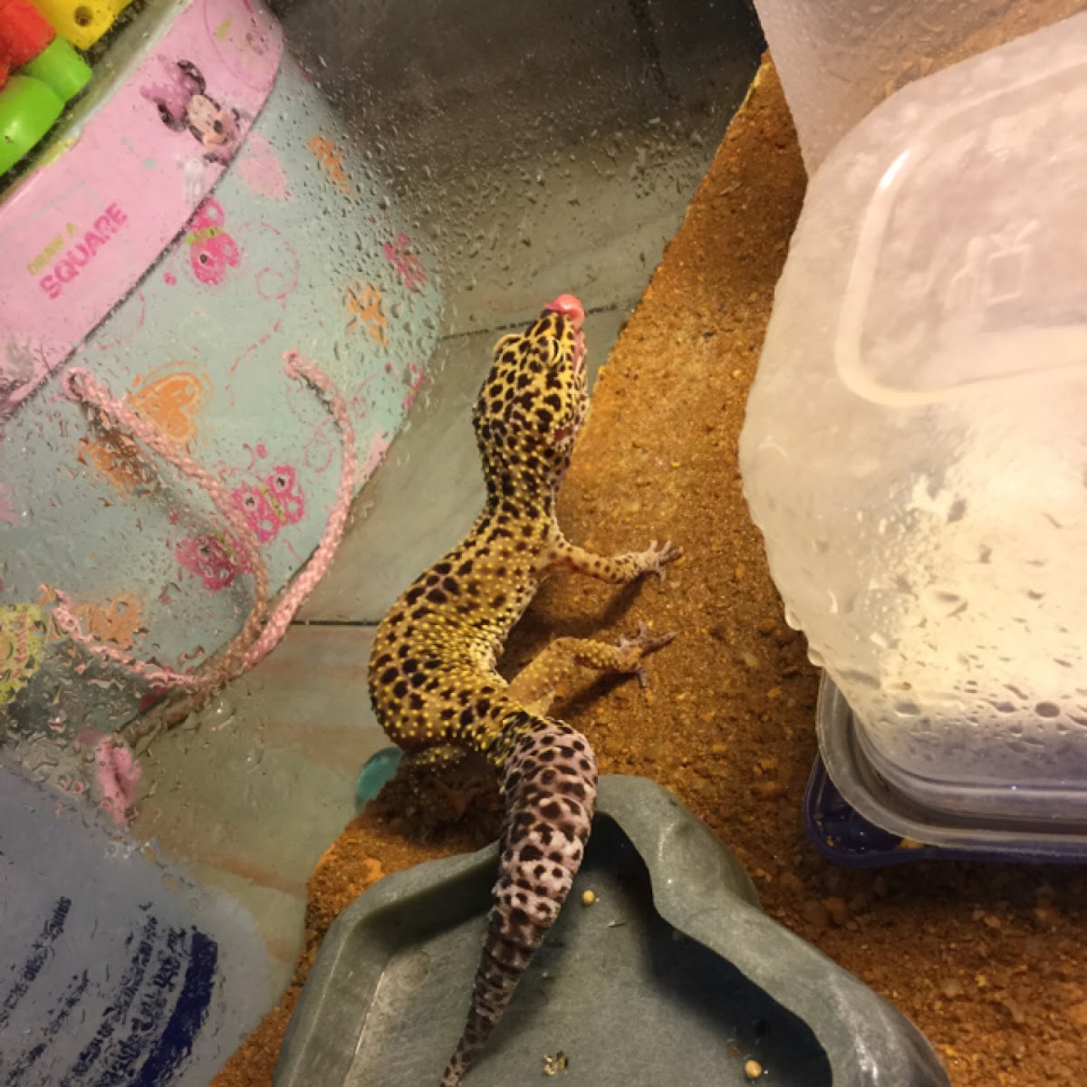 Common Leopard gecko