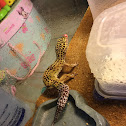 Common Leopard gecko