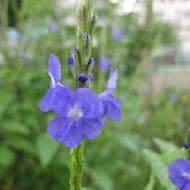 春水岸料理茶房