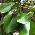 Leaf footed bugs (mating)