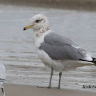 California Gull