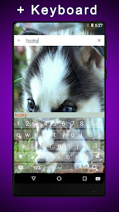 Siberian Husky Puppies Keyboard Themes(圖4)-速報App