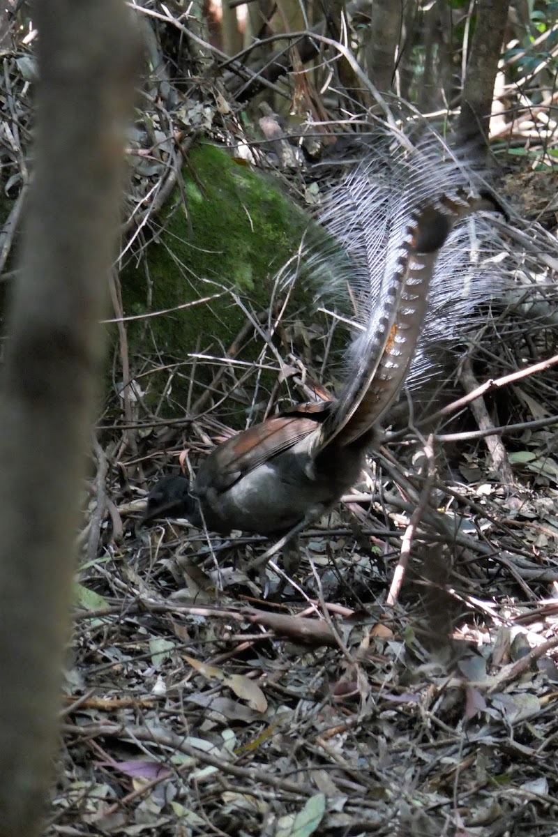 Superb Lyrebird (male)