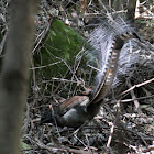 Superb Lyrebird (male)