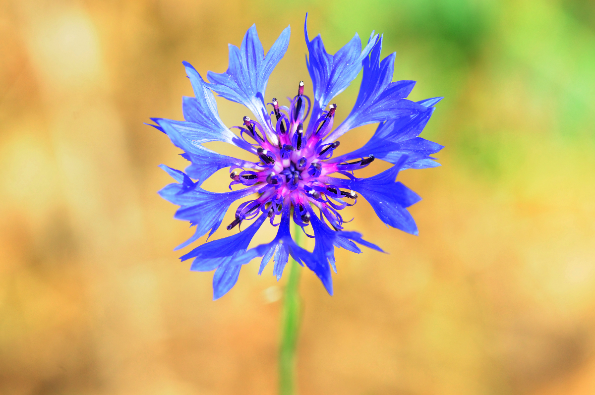 Cornflower; Aciano