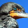 Double-crested Cormorant