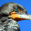 Double-crested Cormorant