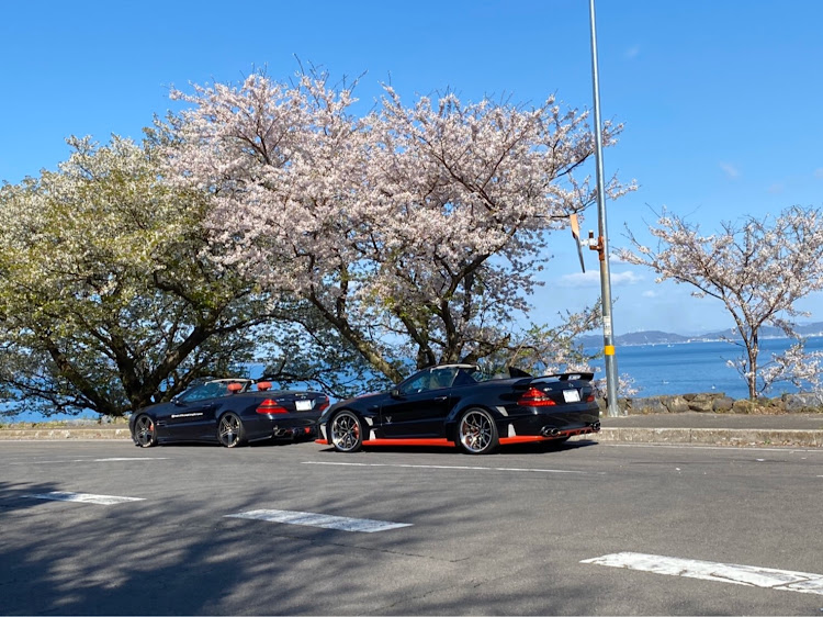 SLのVITT・桜と愛車に関するカスタム事例の投稿画像3枚目