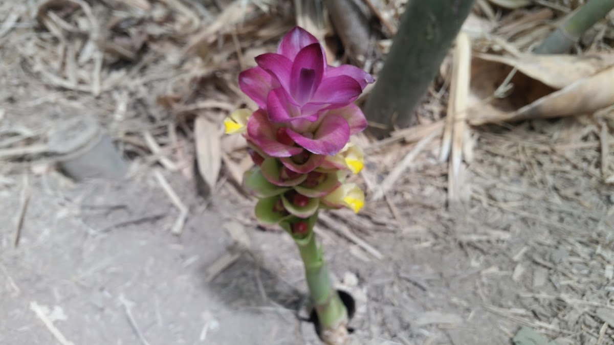 Curcuma sp.