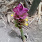 Curcuma sp.