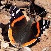 Red Admiral