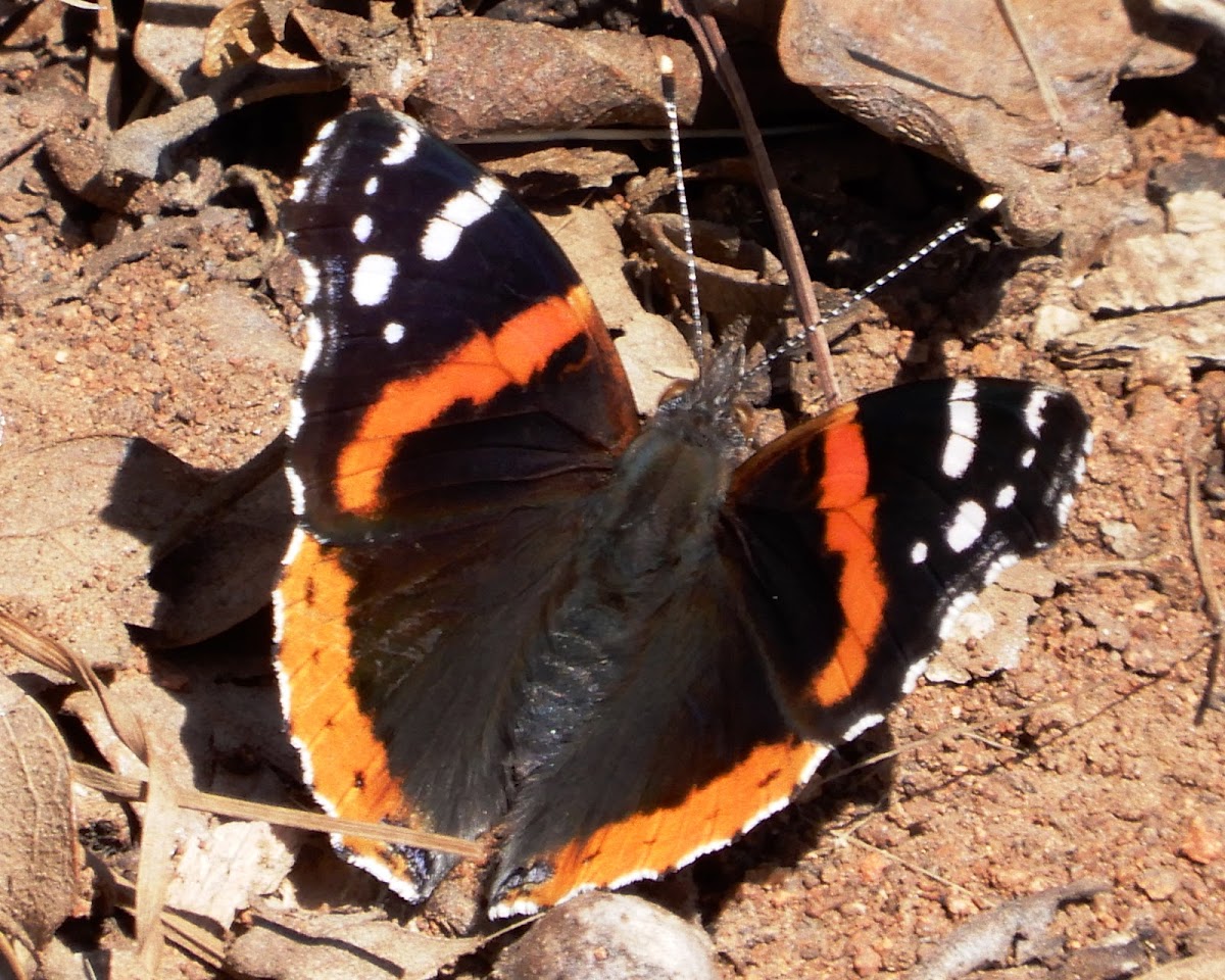 Red Admiral