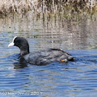 Coot; Focha Común