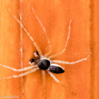 Pied Spider