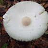 unknown toadstool