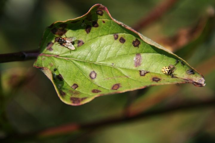 La mosca e la coccinella di emidepo_1973