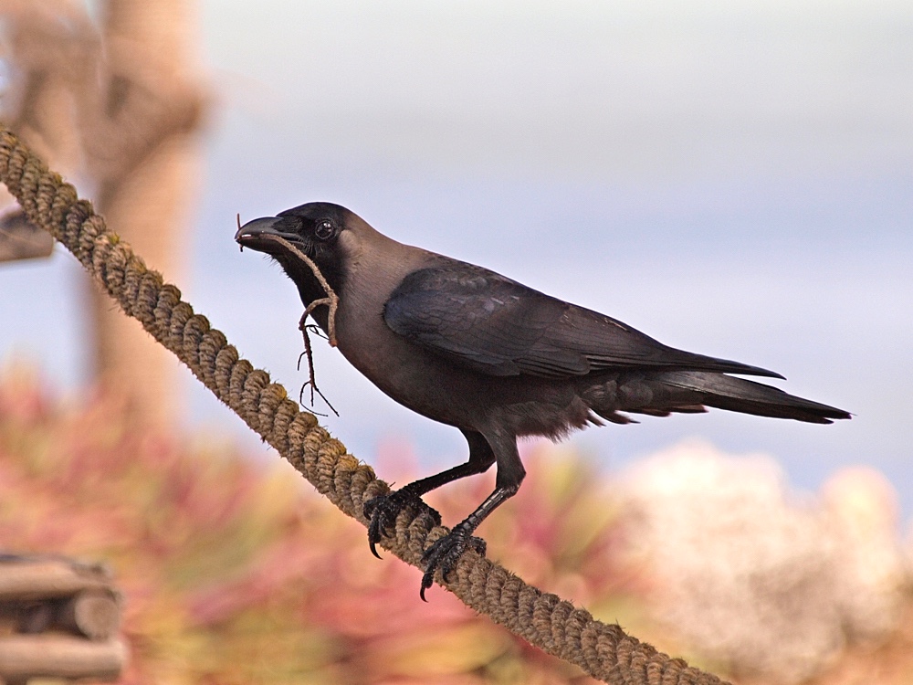 Cuervo indio (House crow)