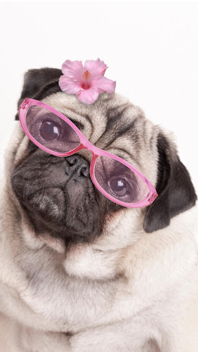 Pug Life Wallpapers