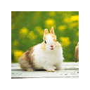 Cute Rabbit animal theme 1366x768