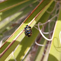 Harlequin Bug / Cabbage bug