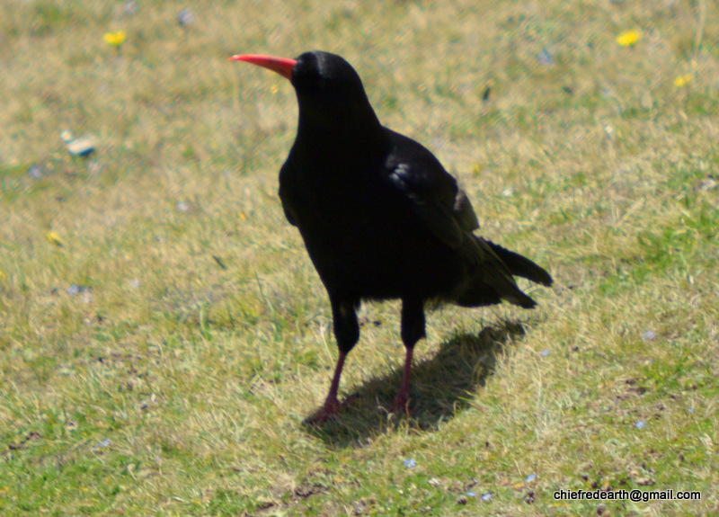 Red-billed chough