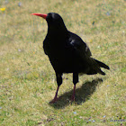 Red-billed chough