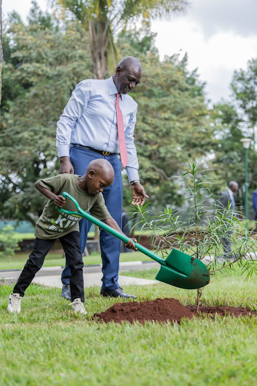 President William Ruto helps environmental champion Mutinda Mutuku plant a tree at State House on November 28, 2023.