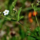 Flowering Spurge