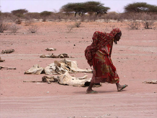 A woman walks past carcasses of cattle in the drought-stricken Eladow area in Wajir, northeastern Kenya, August 4, 2011. The drought, the worst in decades, has affected about 12 million people across the Horn of Africa. REUTERS/Stringer (KENYA - Tags: SOCIETY ENVIRONMENT DISASTER IMAGES OF THE DAY)