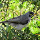 Noisy Miner