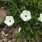 Wild Potato Vine