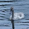 Mute Swan