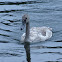 Mute Swan