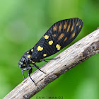 Spotted Black Cicada (झ्याउकिरी)