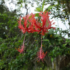 Spider Hibiscus